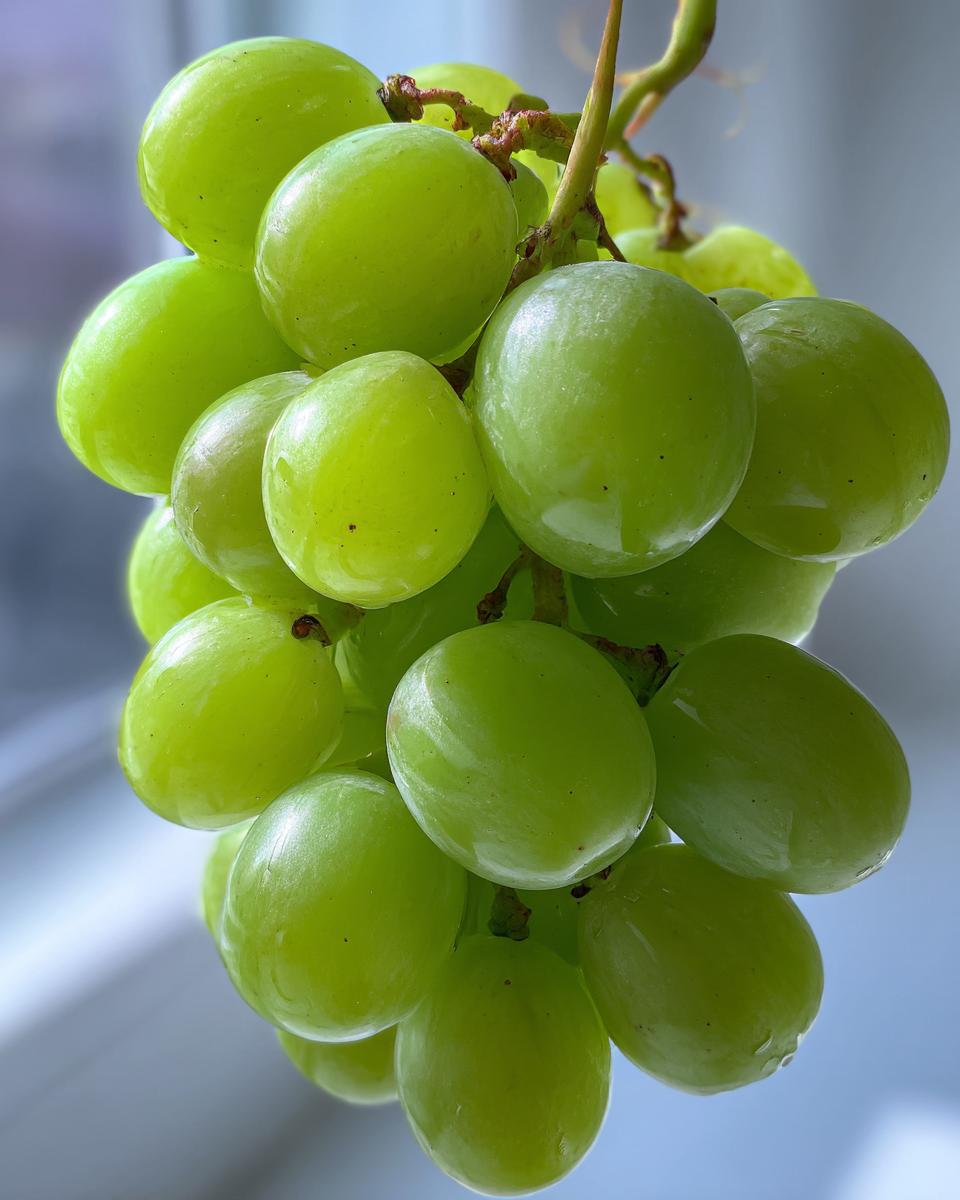 Prosecco Grapes - detail 3